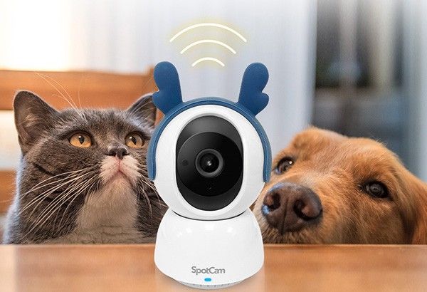 Paw patrol: Cloud camera for cats, dogs launched