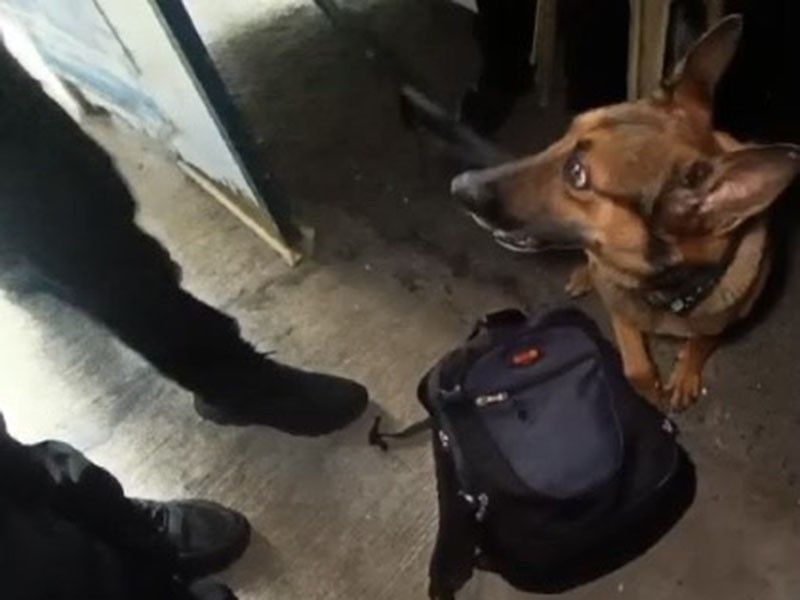 Dog sniffs out P350K in shabu hidden in portable speaker