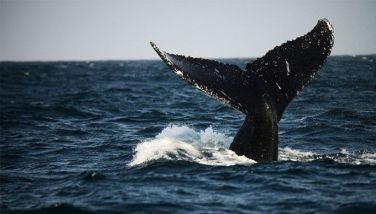 Humpback whale apparently grieves stillborn calf in rare footage
