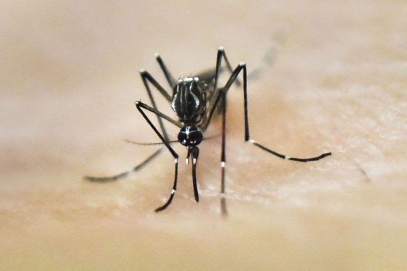 Kaso ng dengue sa bansa, halos 60K na