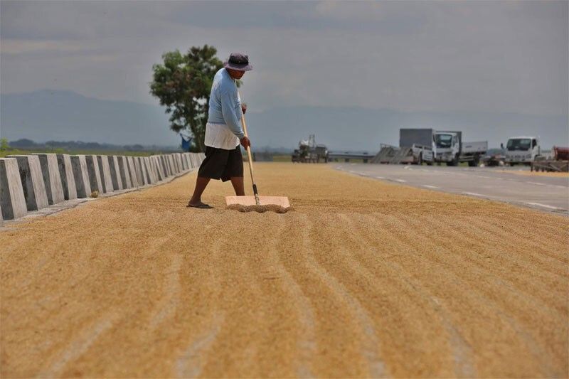 Rice farmers want NFA regulatory powers back