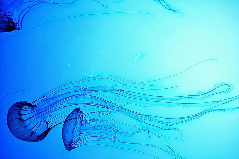 Boholana tourist dies after box jellyfish encounter in Cebu's Bantayan Island