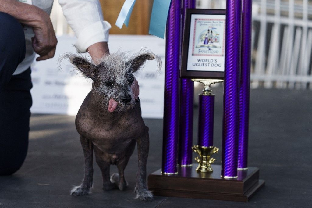Chinese Crested named Scooter is new 'world's ugliest dog'
