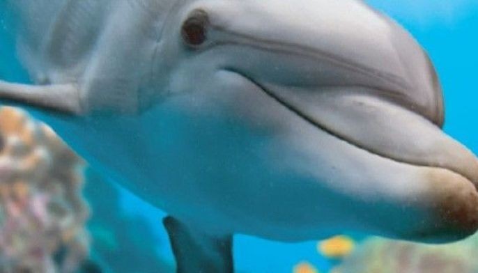 Ocean Month 2023: Simple steps that could make a difference in saving our oceans