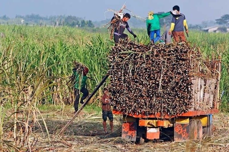 Direct importation will kill sugar industry â�� lawmaker