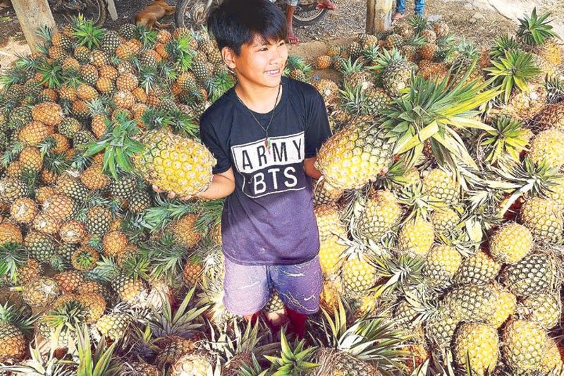 Cagayan, Isabela need pineapple buyers