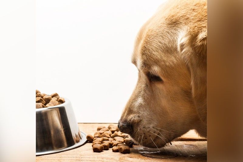 Probiotics, Omega3 fatty acids Food supplements for pets launched