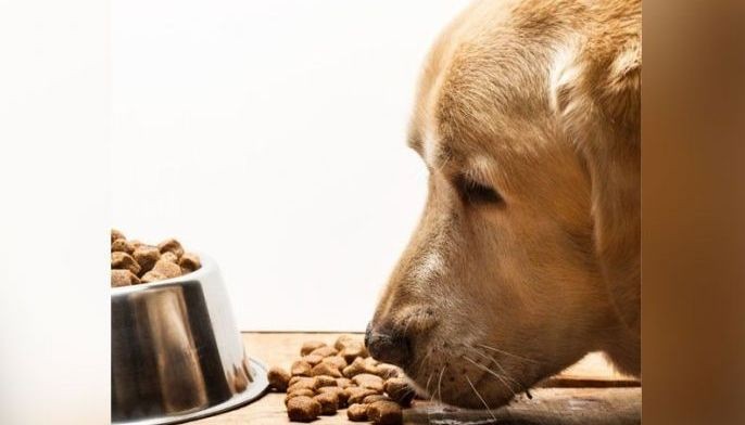 Probiotics, Omega-3 fatty acids: Food supplements for pets launched