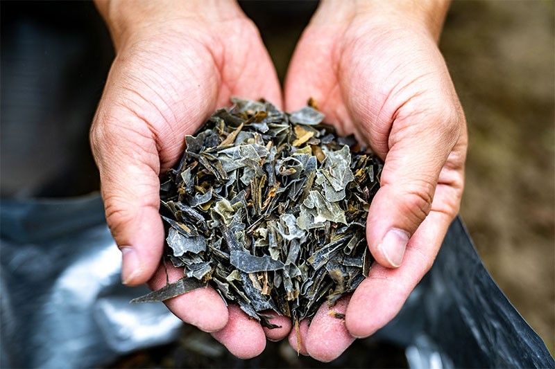 From soup stock to supercrop: Japan shows off its seaweed savvy