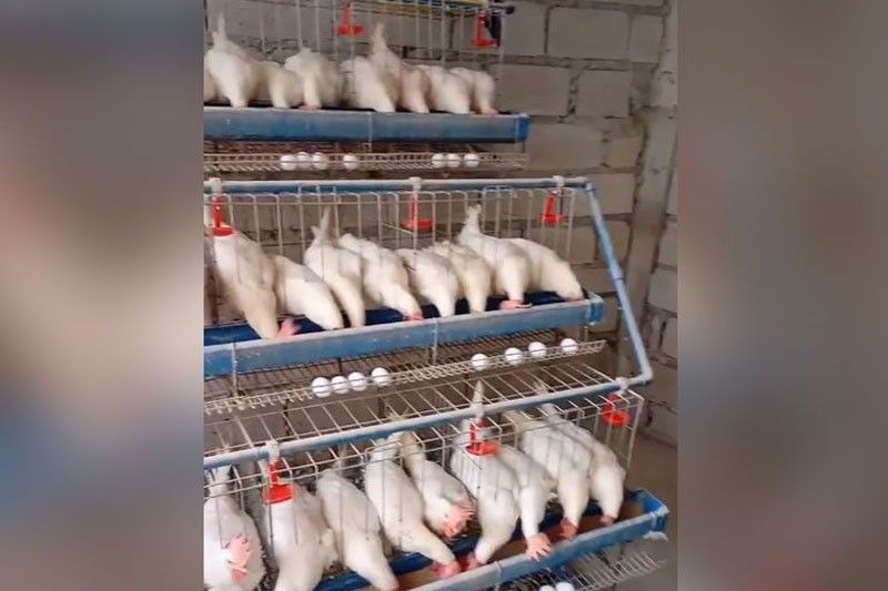 Demand for chicken, egg drops further