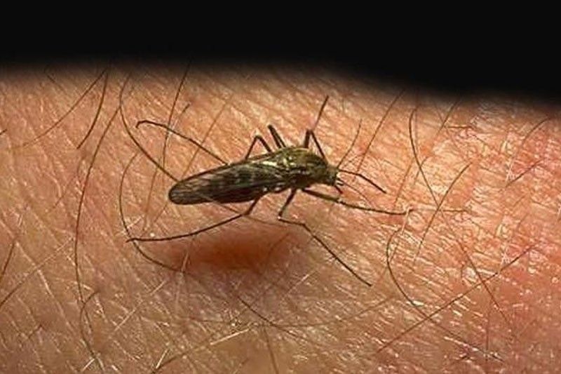 400 tinamaan ng â��Chikungunyaâ��