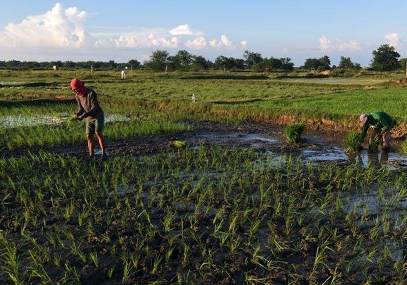 Set up El NiÃ±o fund for farmers â Villar