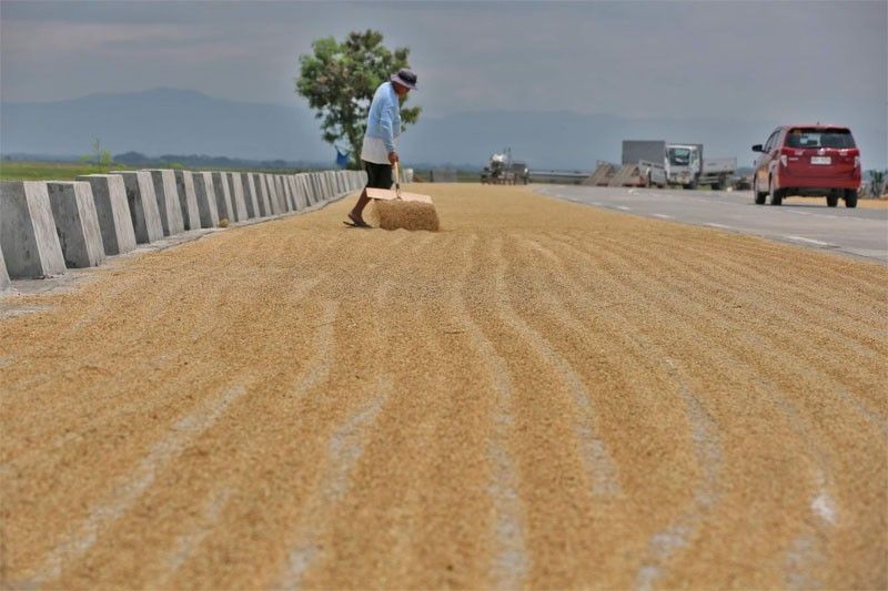 BAR, PSA updating rice production data