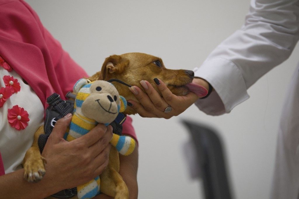 Animals become healing companions in Mexico hospital
