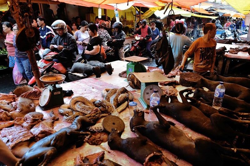 'Extreme' Indonesian market ends dog, cat meat trade
