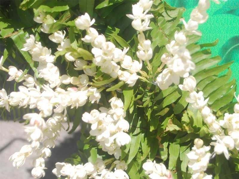 With thriving sampaguita industry, San Pedro banks on Marcos' agricultural plans