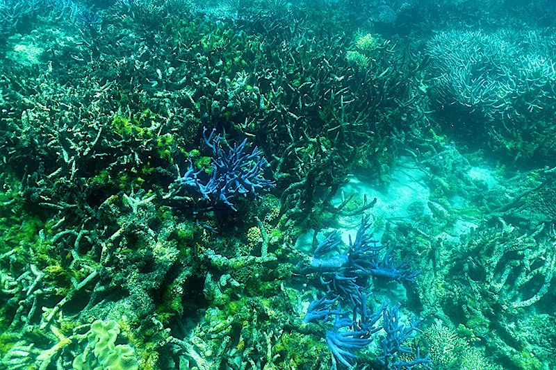 'Mass bleaching event' under way on Australia's Great Barrier Reef