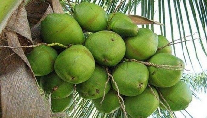 Sandigan upholds dismissal of coco levy forfeiture cases