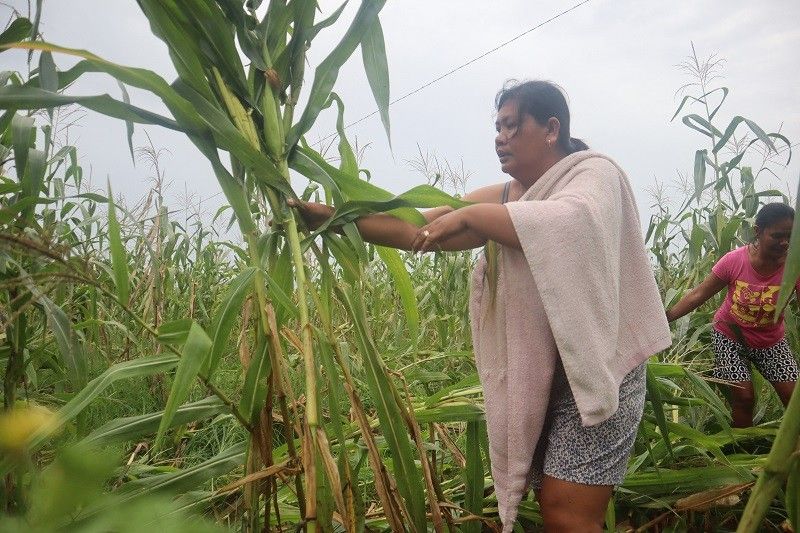 Agricultural damages due to 'Egay,' 'Falcon' balloon to over P2.75 billion