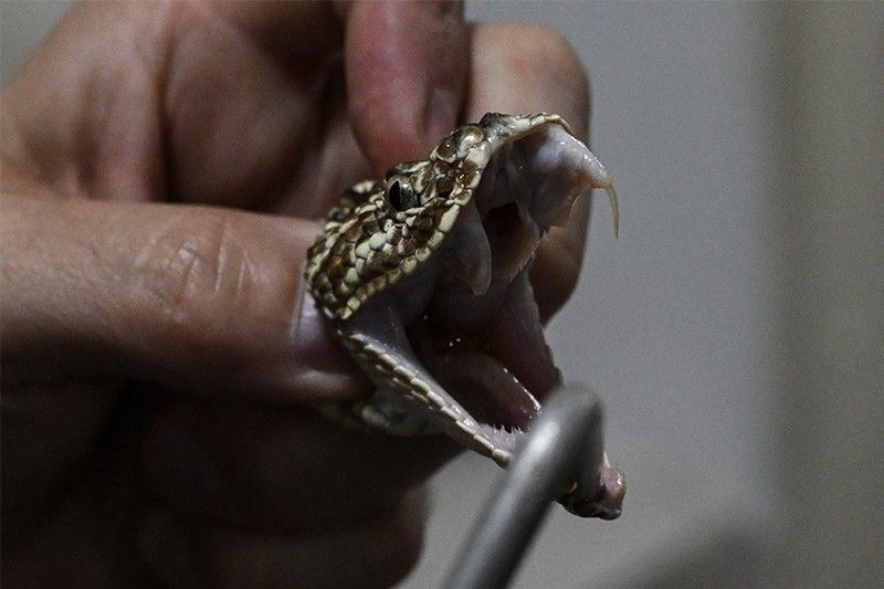 Man who let snakes bite him 200 times spurs new antivenom hope