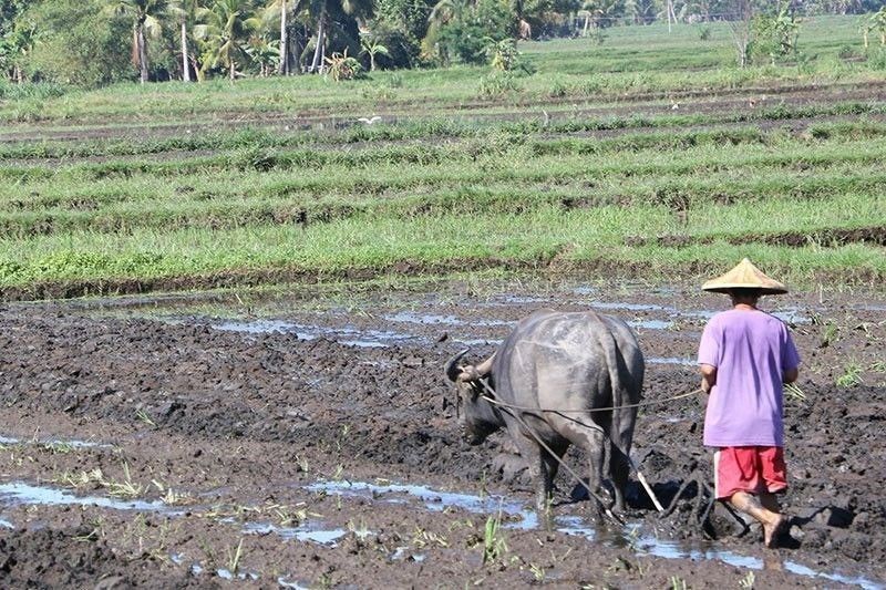 Farm output drops in Q2