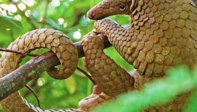 House approves bill to toughen wildlife conservation