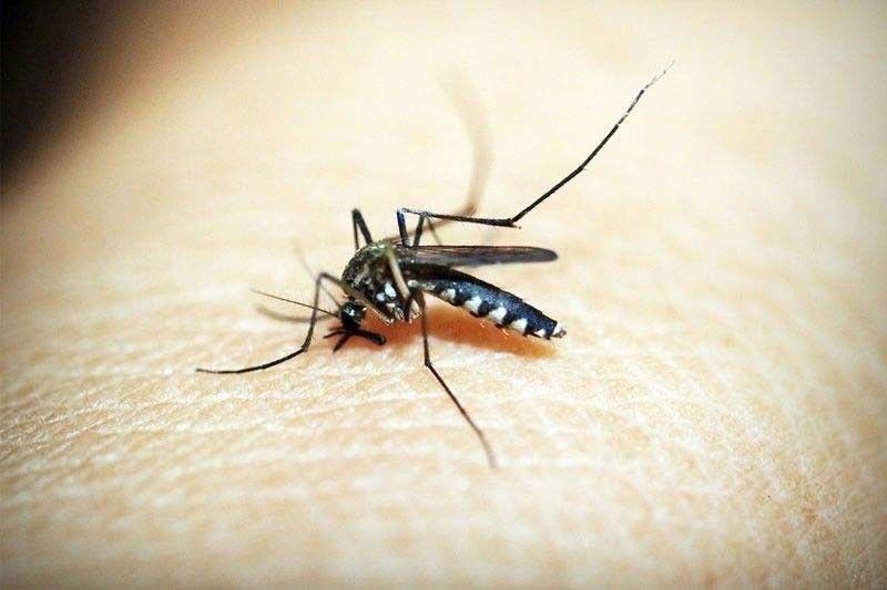 Dengue cases up in typhoon-hit areas