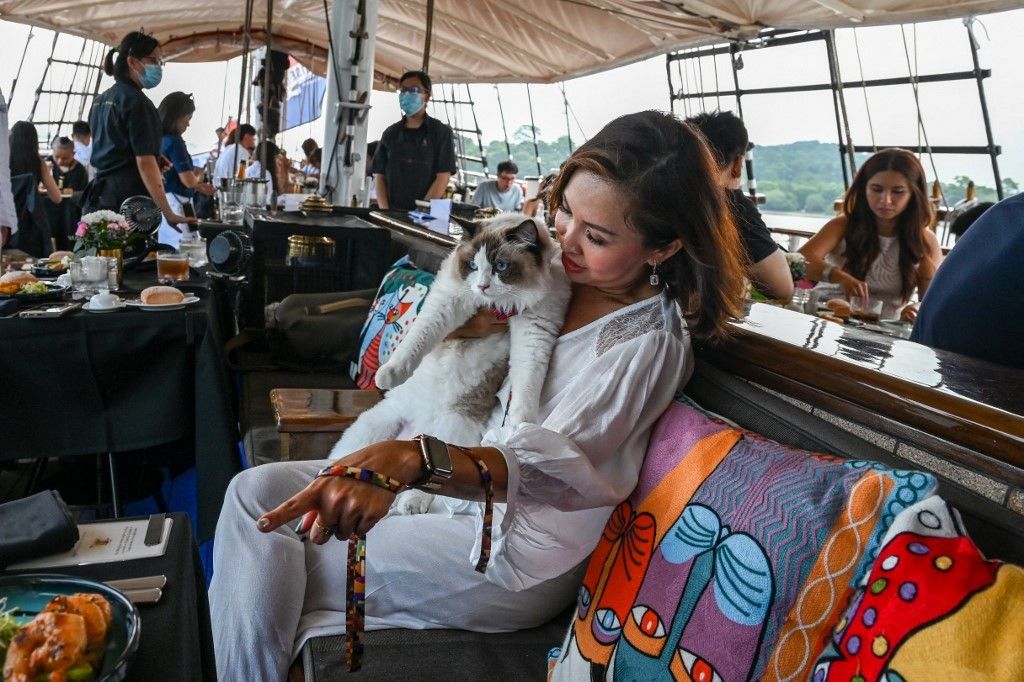All paws on deck: Singapore company launches luxury cat cruises