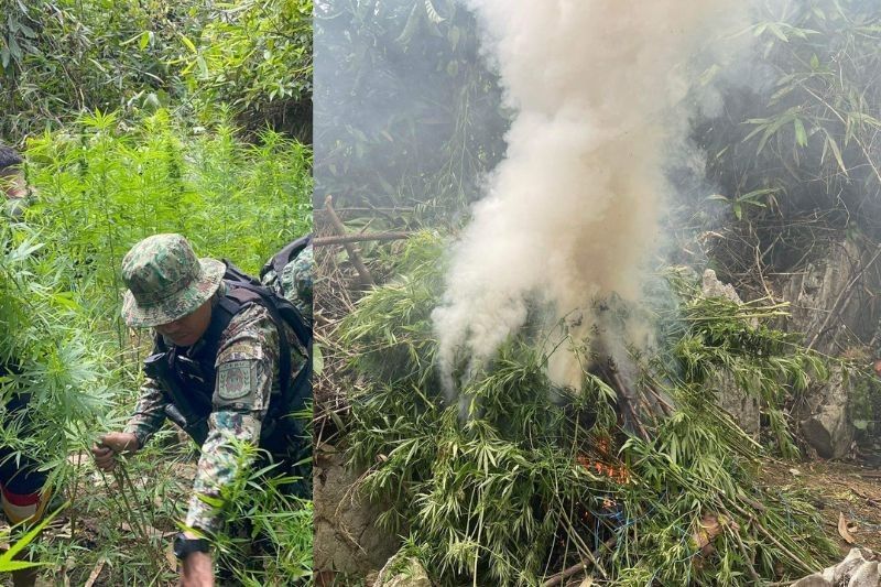 Cebu authorities burn P10-M worth of marijuana in joint operation