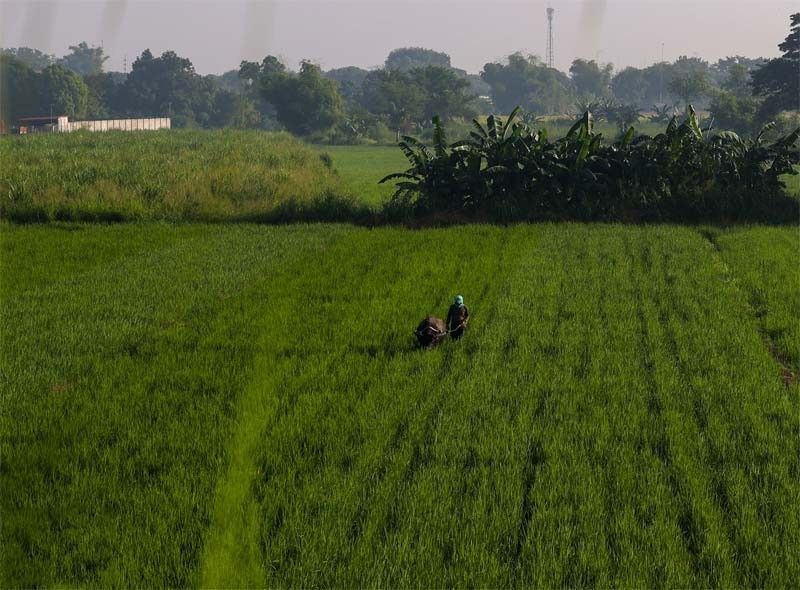 Farmers benefitting from high palay prices â DA