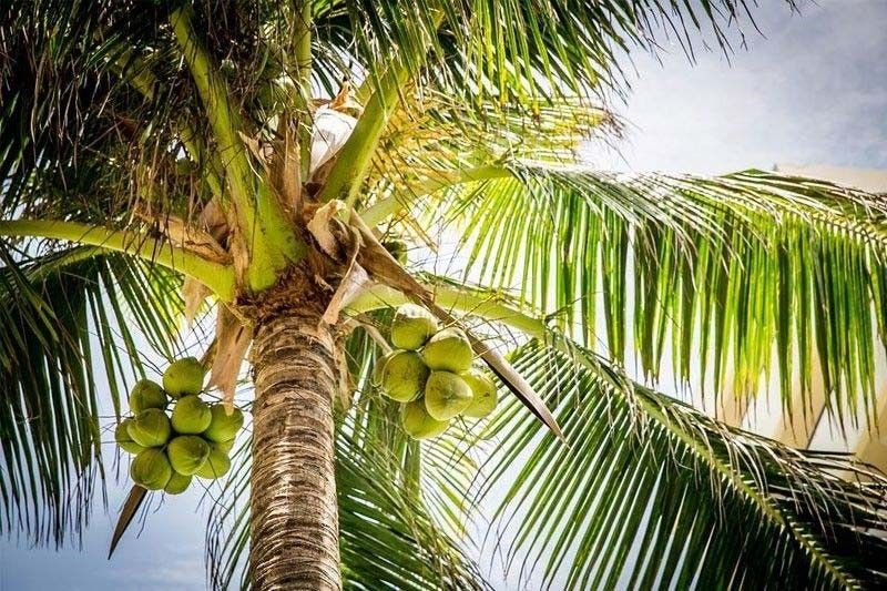 Capacity-building programs for coconut farmers sought