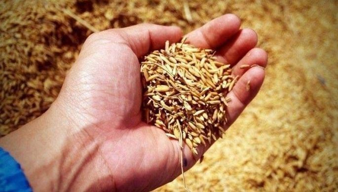 DA revises guidelines for seed distribution