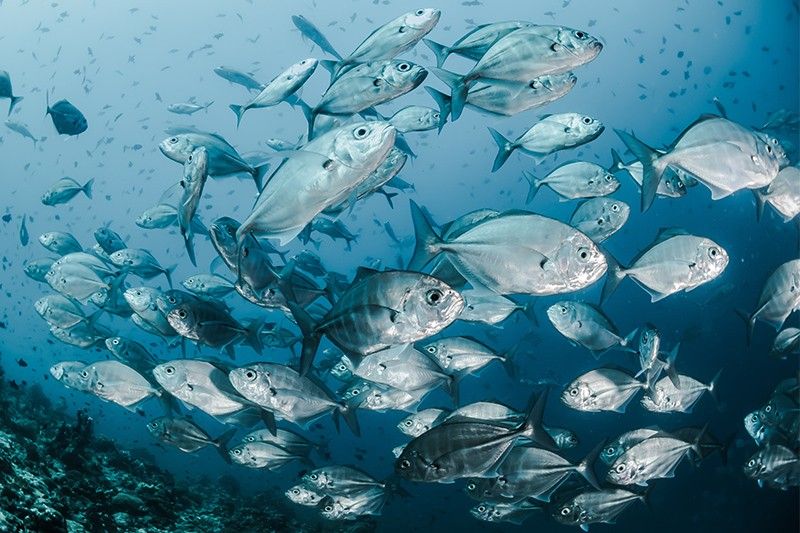 Fish stocks survive ocean heatwaves â�� study