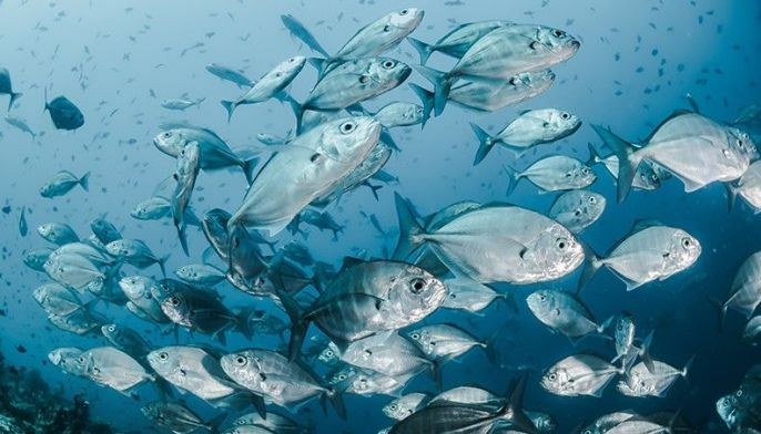 Fish stocks survive ocean heatwaves &mdash; study