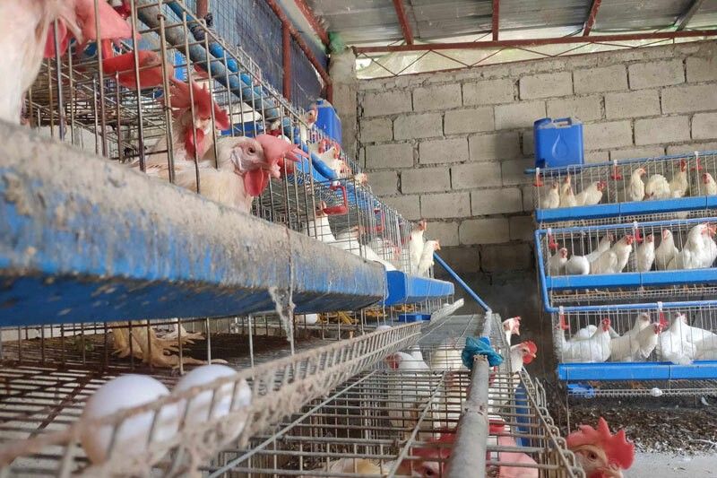 DA lifts ban on poultry imports from Poland