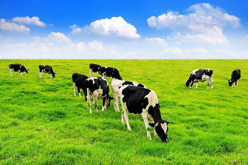 Grass-Fed Milk: Benefits, Nutrition, and Environmental Health