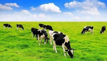 Can grass-fed cowâ��s milk be better than organic? Decode the labels