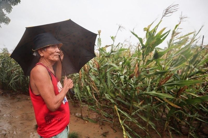 Pinsala sa agri ng bagyong Goring, P898.4 milyon na