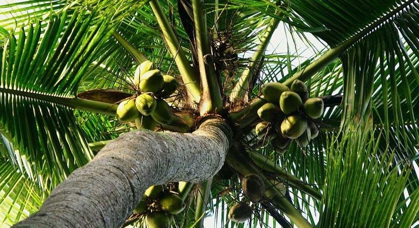 Philippines urged to rediscover coconutâ��s export potential