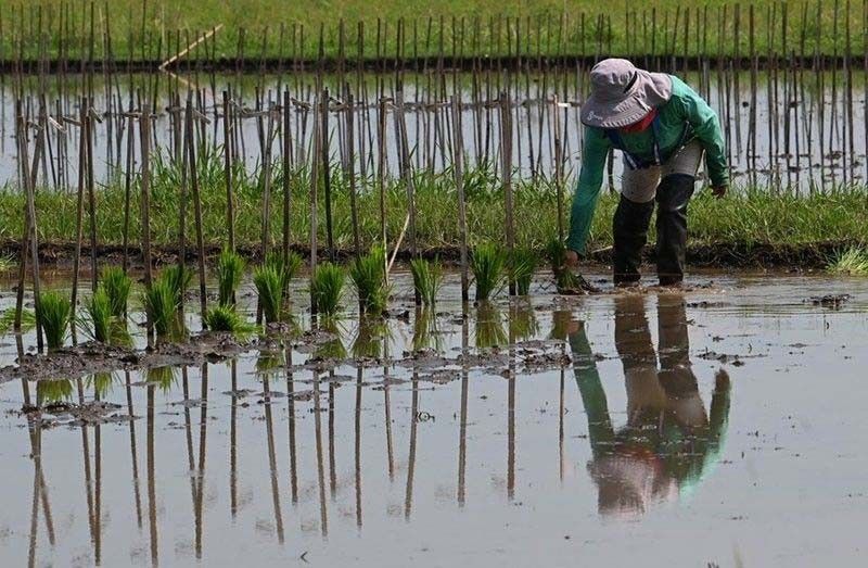 DA: Rice supply enough until March harvest season