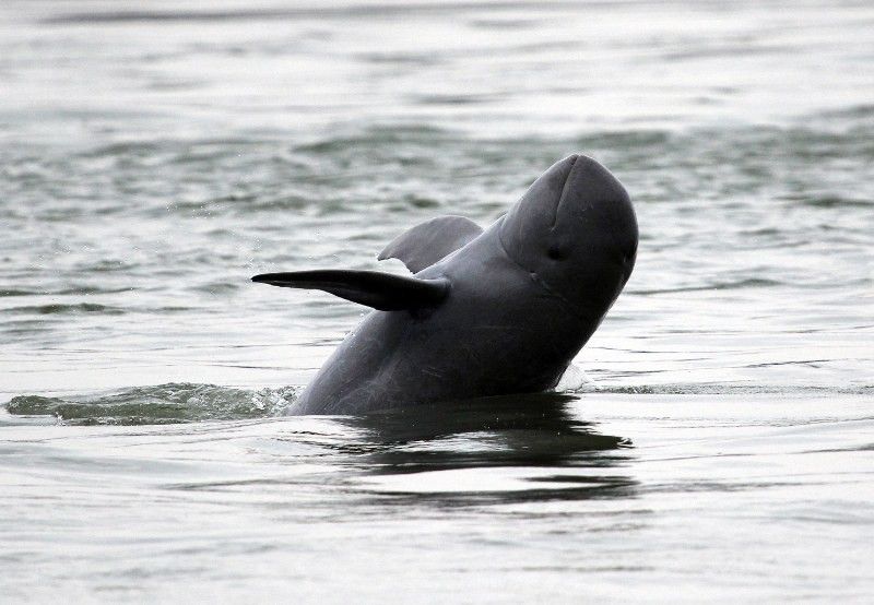 Advocates push for stronger protection of disappearing Irrawaddy dolphins in Iloilo-Guimaras straits