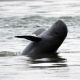 Advocates push for stronger protection of disappearing Irrawaddy dolphins in Iloilo-Guimaras straits