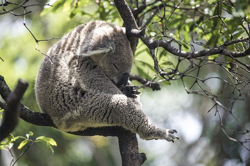 Australia logging ban to create koala haven