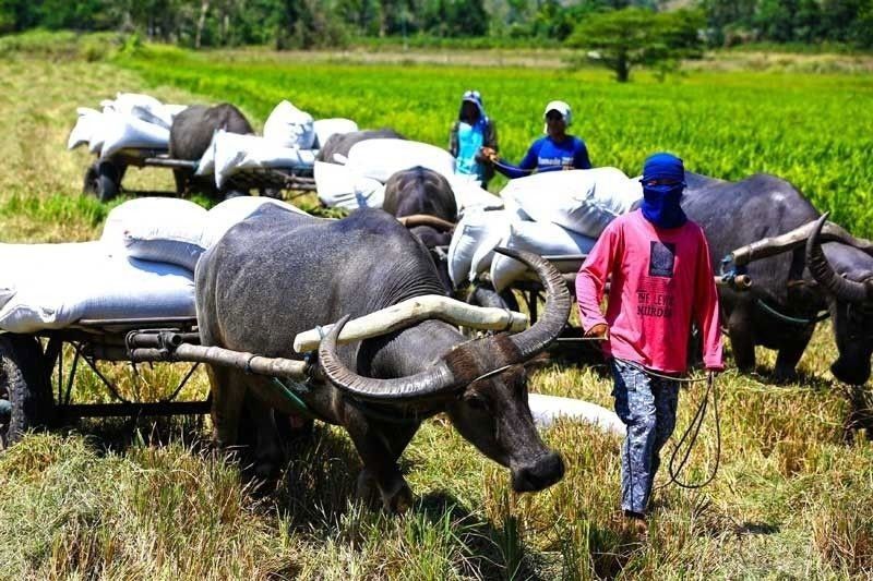 Department of Agriculture to boost carabao production for feeding program