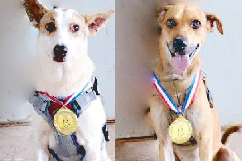 Two tracker dogs awarded in fight vs insurgency