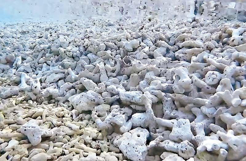 Fish catch down 70 percent; destruction of corals blamed