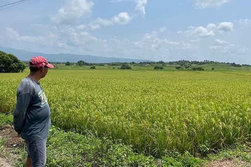 Marcos: NFA Council raises buying price for palay