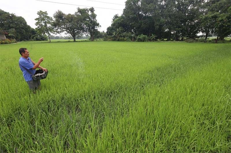 Farmers buck rice tariff cut; Diokno stands firm