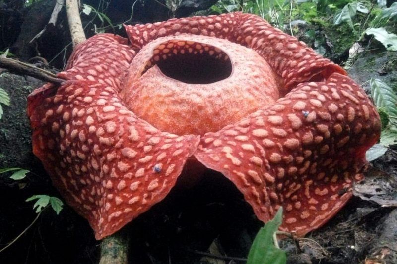 Most species of 'world's largest flower' risk extinction â�� study