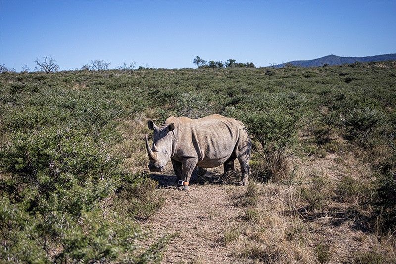 Rhino numbers up in Africa for the first time since 2012